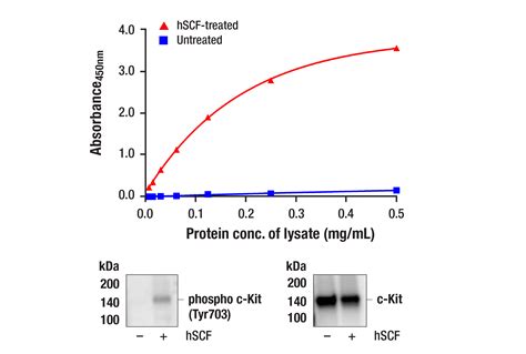 PathScan® Phospho